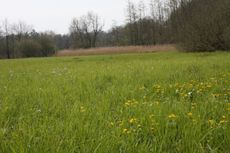 Wiese-Frühling-L-79.jpg